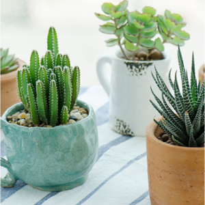 productos image 02